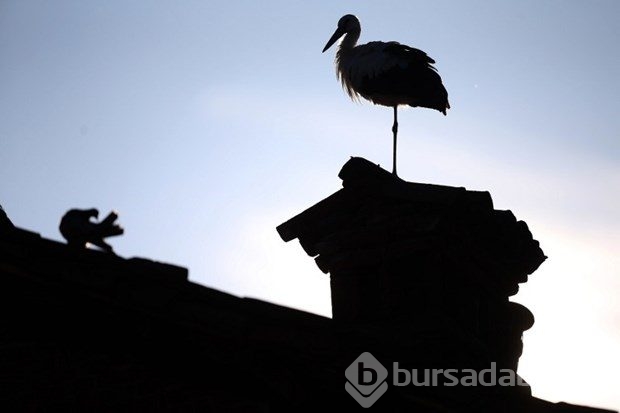 Çöplüklerden beslenen leylekler göç etmeyi bırakıyor
