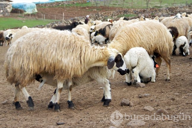 Kuzuların ''süt koşusu''
