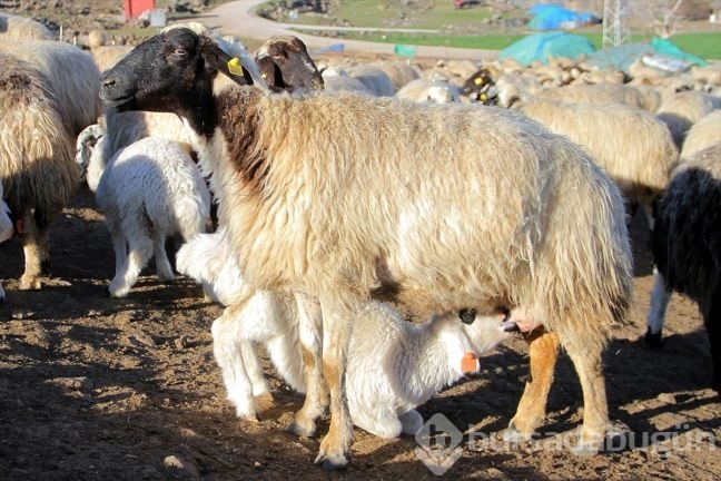 Kuzuların ''süt koşusu''