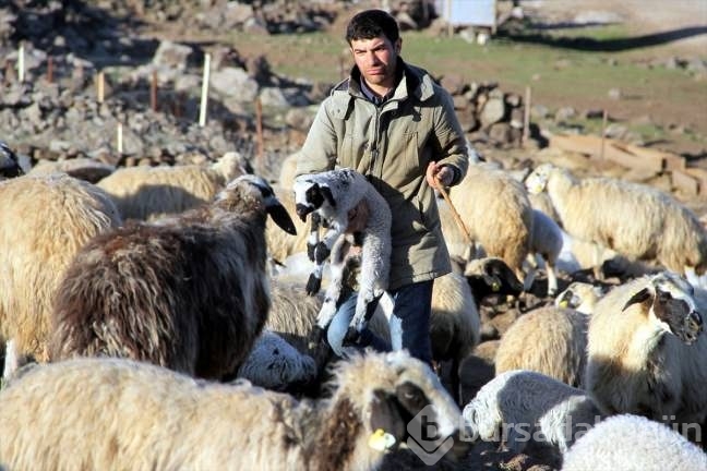 Kuzuların ''süt koşusu''
