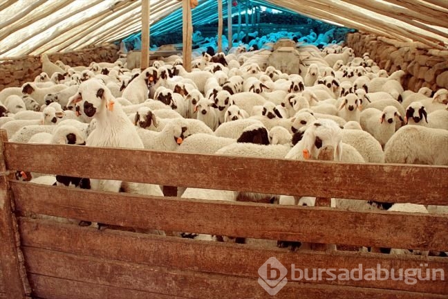 Kuzuların ''süt koşusu''