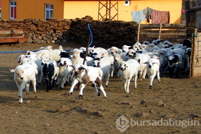 Kuzuların ''süt koşusu''