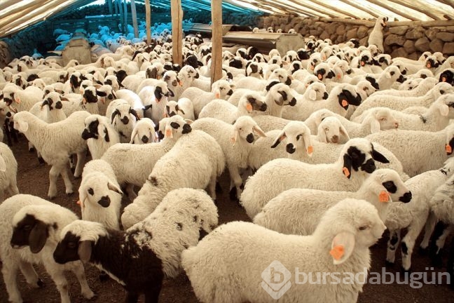 Kuzuların ''süt koşusu''
