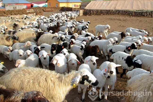Kuzuların ''süt koşusu''