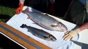 Tavuk, balık, inek
Antibiyotik çağrısı