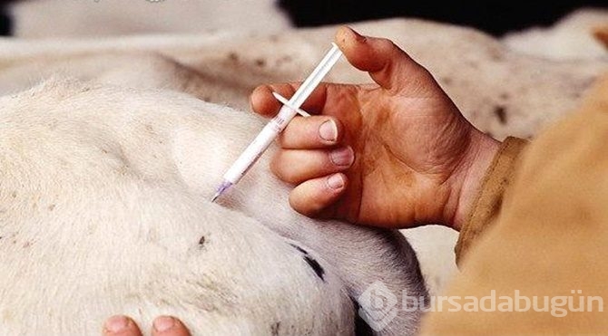 Tavuk, balık, inek
Antibiyotik çağrısı