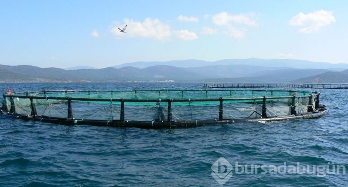 Tavuk, balık, inek
Antibiyotik çağrısı