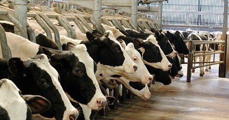 Tavuk, balık, inek
Antibiyotik çağrısı