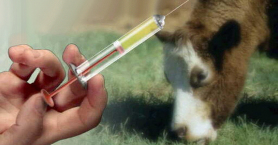 Tavuk, balık, inek
Antibiyotik çağrısı