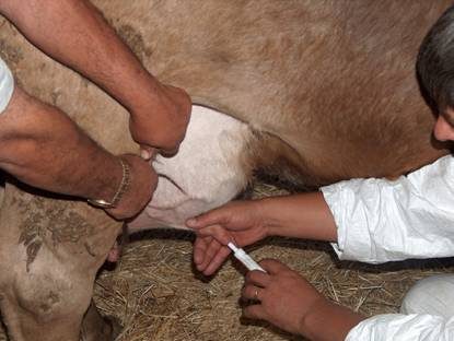Tavuk, balık, inek
Antibiyotik çağrısı