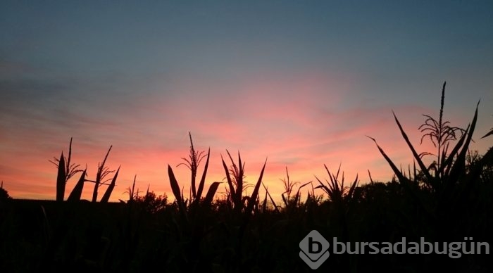 Telefonla çekilen en iyi fotoğraflar!