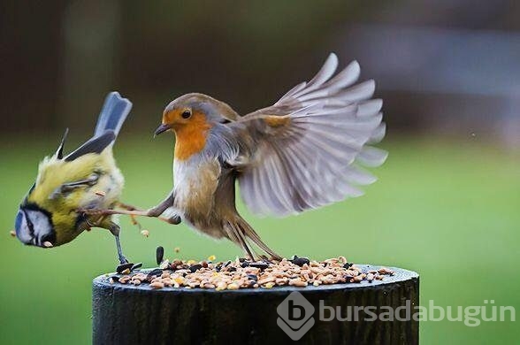 Twitter'de paylaşılan en iyi fotoğraflar