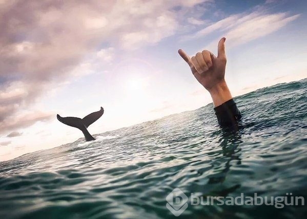 Twitter'de paylaşılan en iyi fotoğraflar