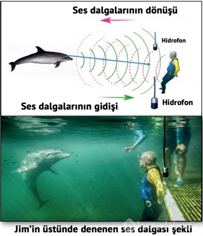 Yunuslar insanları işte böyle görüyor