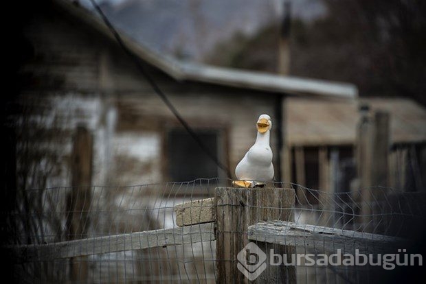 Dağların eteğinde bir "hayalet kasaba''