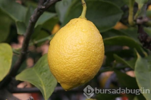 Öyle faydaları var ki çöpe atmak istemeyeceksiniz	
