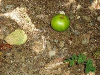 Bu ağaca dokunan sakat kalıyor	
