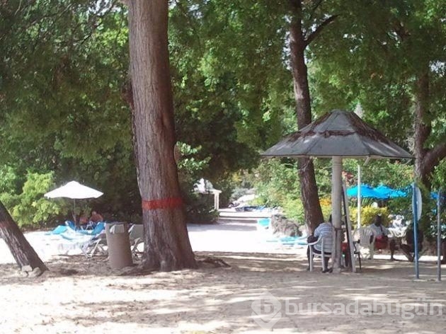 Bu ağaca dokunan sakat kalıyor	
