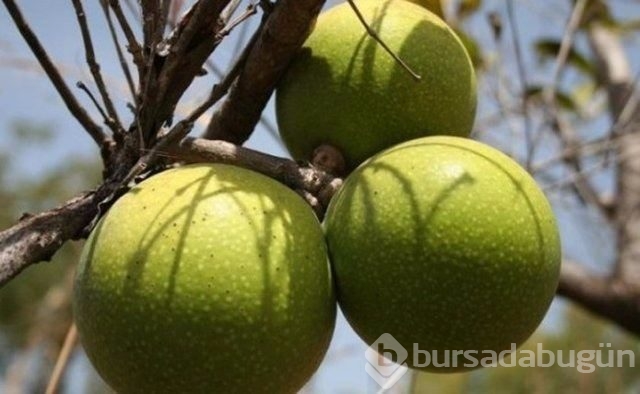 Bu ağaca dokunan sakat kalıyor	
