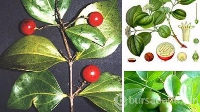 Bu ağaca dokunan sakat kalıyor	
