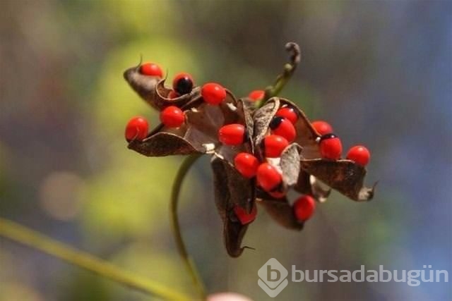 Bu ağaca dokunan sakat kalıyor	
