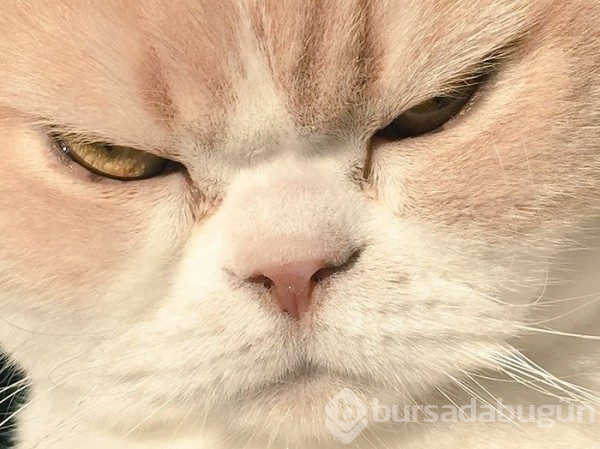 Huysuz kedi "Koyuki"
