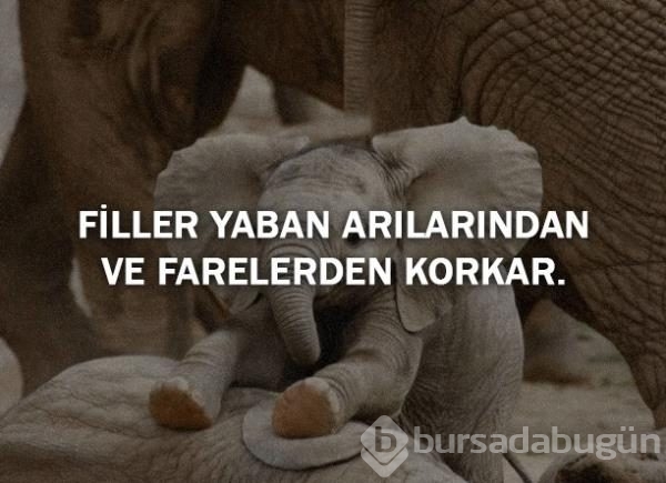 Bunları biliyor musunuz?
