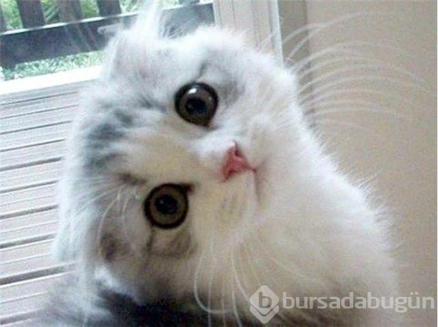 Dünyada en çok kedi nerede?