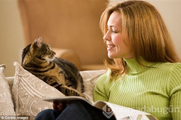Dünyada en çok kedi nerede?