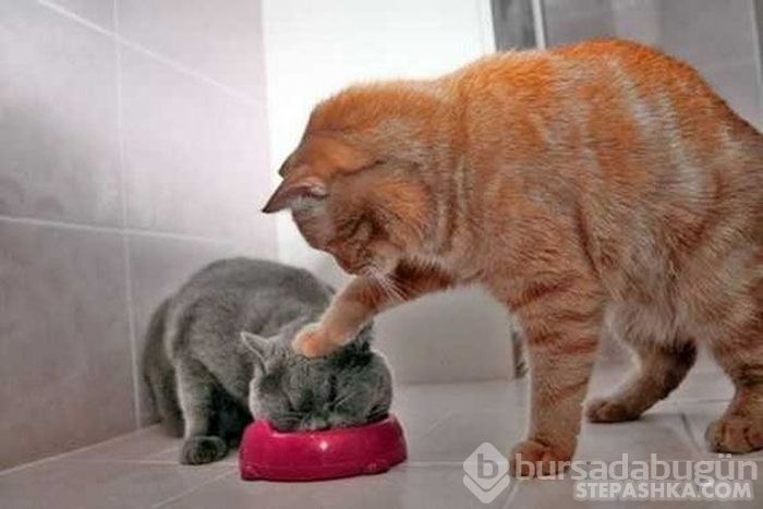 Dünyada en çok kedi nerede?