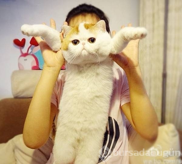 Dünyada en çok kedi nerede?