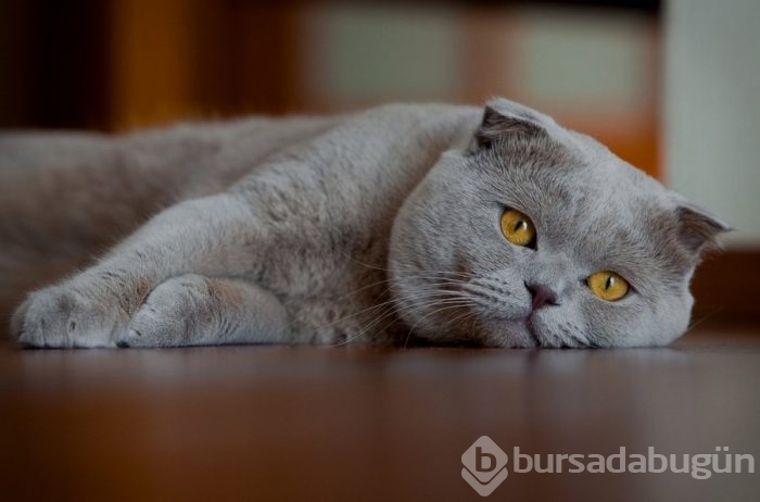 Dünyada en çok kedi nerede?