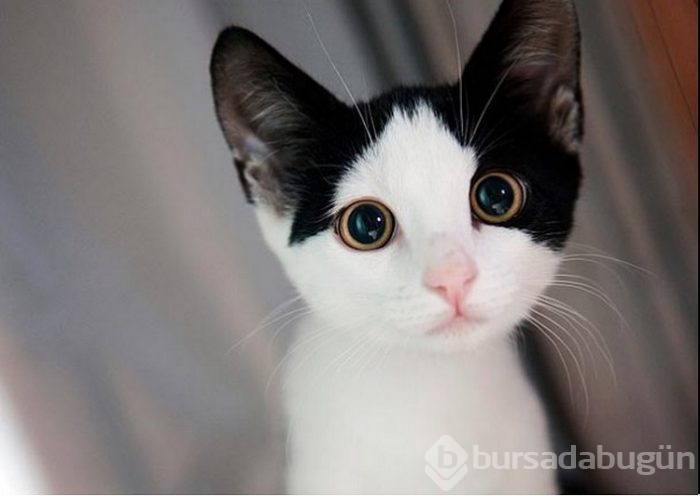 Dünyada en çok kedi nerede?