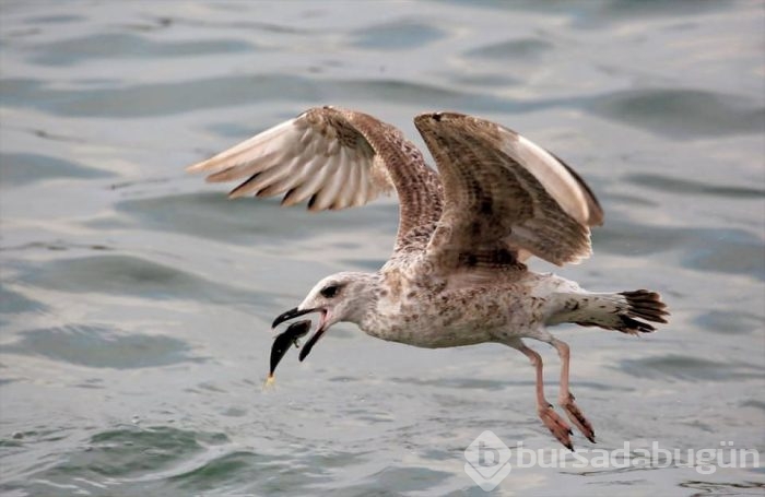 'Aylan Bebek' yılın fotoğrafı 