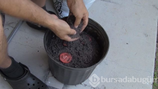 Saksının içine 4 dilim domates koydu, 10 gün sonraysa...