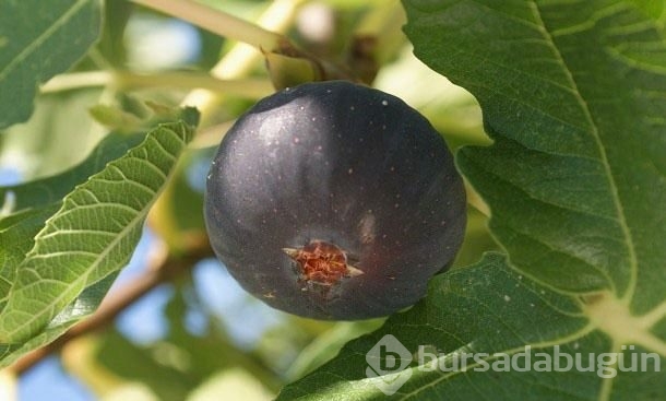 İncirin fazla tüketilmesi ölüme neden olabilir