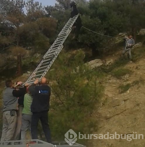 İnatçı keçi tellere takıldı
