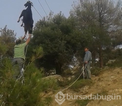 İnatçı keçi tellere takıldı