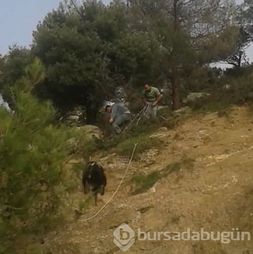 İnatçı keçi tellere takıldı
