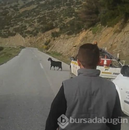 İnatçı keçi tellere takıldı