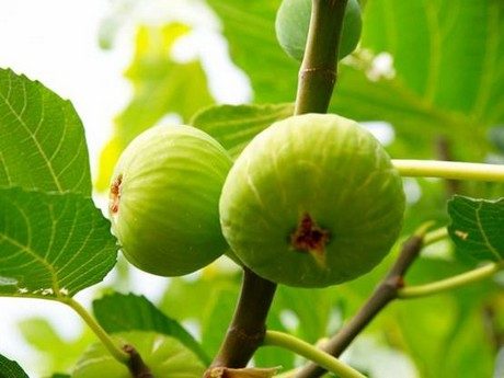 Canan Karatay 'İncirin fazla tüketilmesi ölüme neden olabilir'