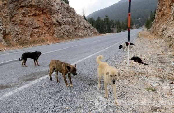 Açlıktan ve soğuktan ölüyorlar	