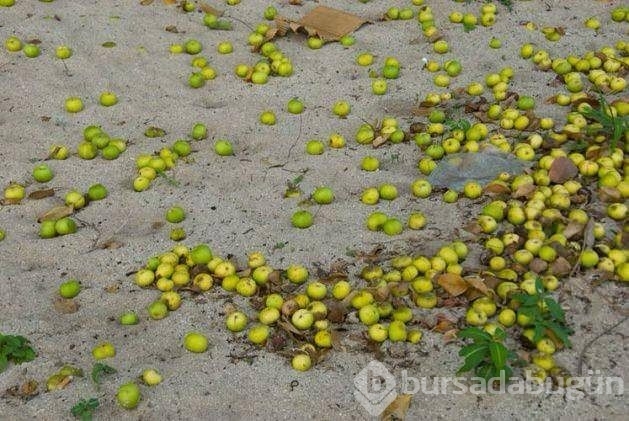 Bu ağaca dokunan sakat kalıyor