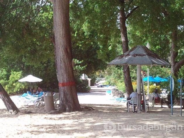 Bu ağaca dokunan sakat kalıyor