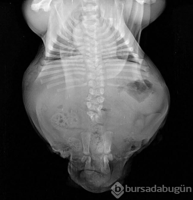 Minik köpeğin yürek burkan hikayesi