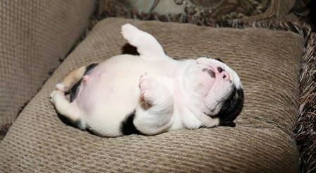 Minik köpeğin yürek burkan hikayesi