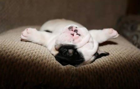 Minik köpeğin yürek burkan hikayesi