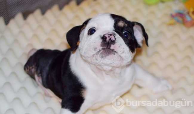 Minik köpeğin yürek burkan hikayesi