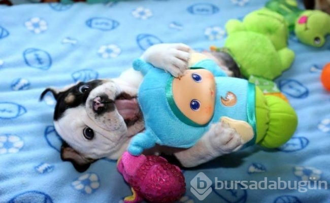 Minik köpeğin yürek burkan hikayesi