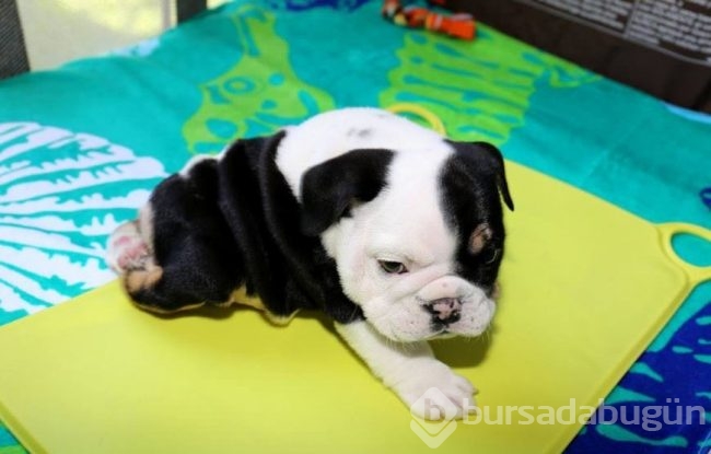 Minik köpeğin yürek burkan hikayesi